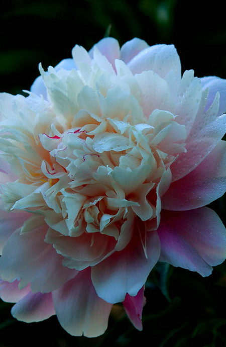 芍药