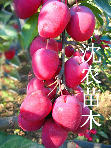 鸡心果