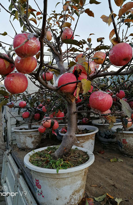 盆栽苹果