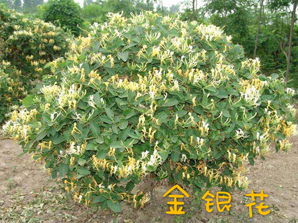 金银花