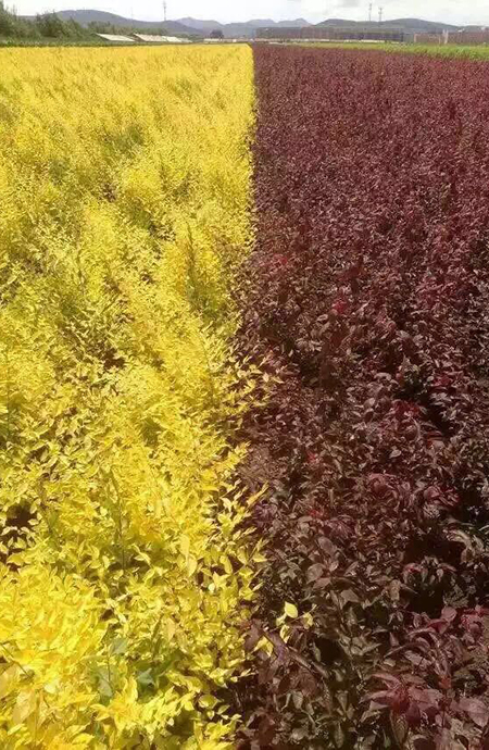 花灌木