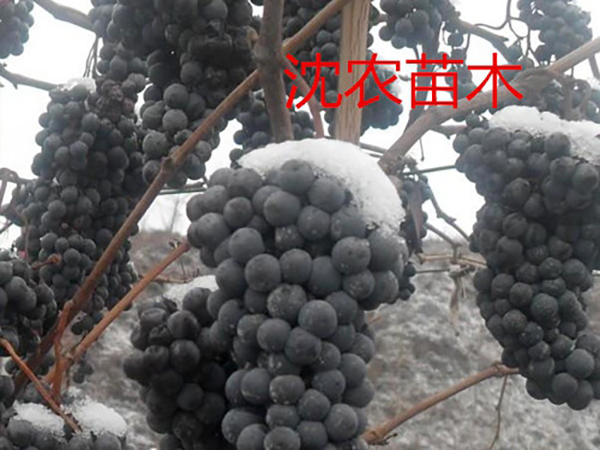 冬天不下架华葡一号