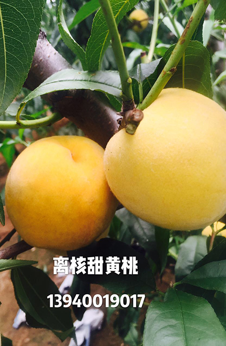 离核甜黄油桃