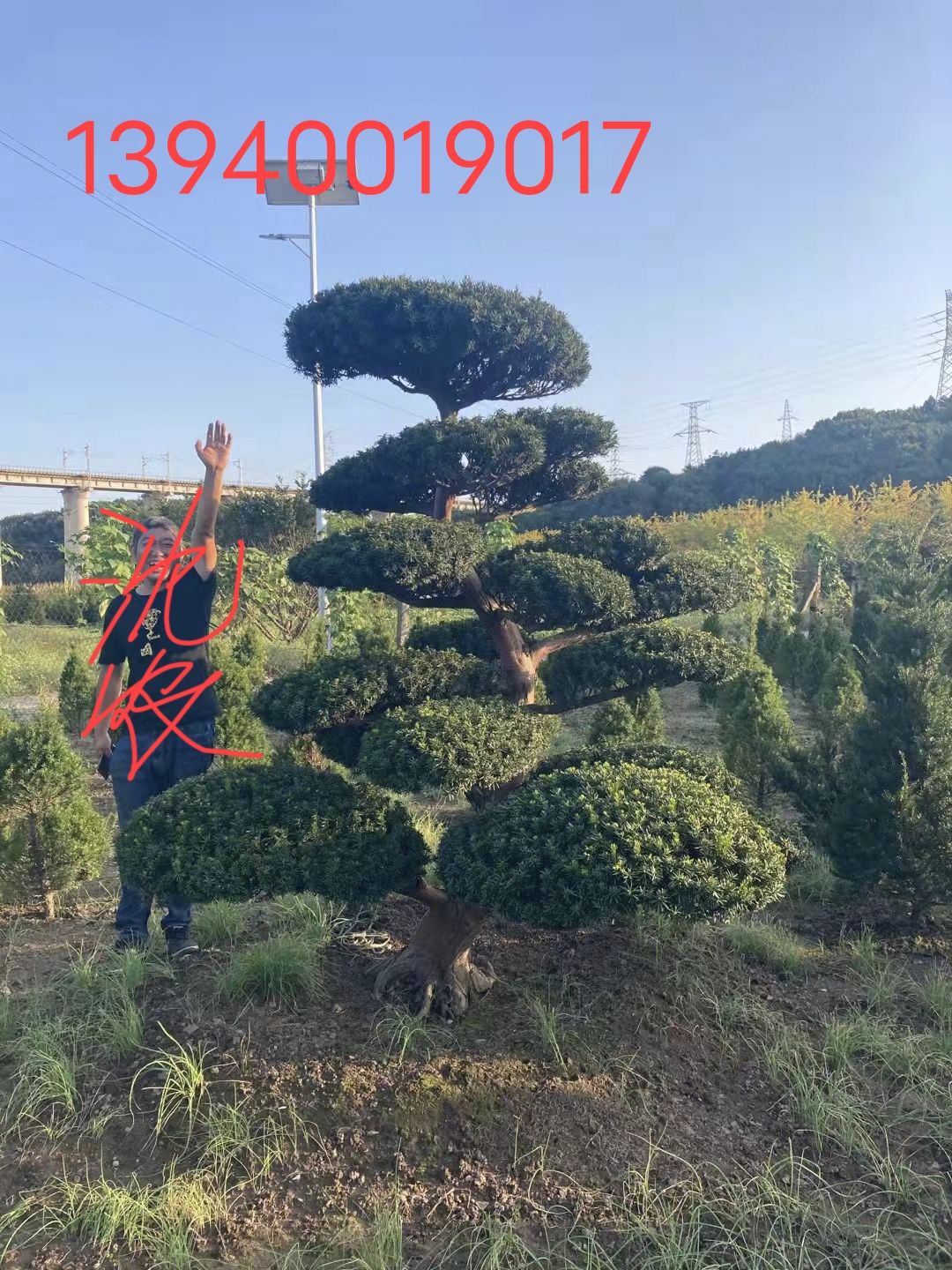 东北红豆杉 造型1