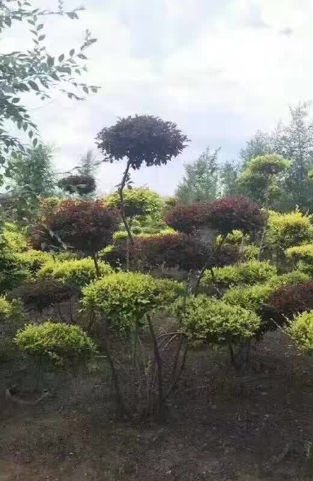 造型树