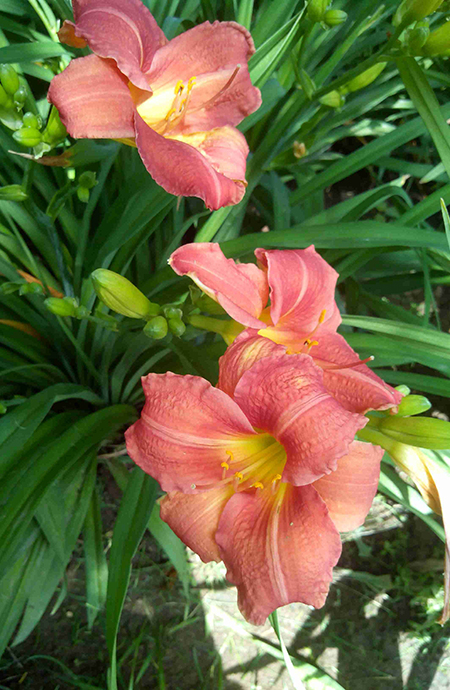 红花萱草