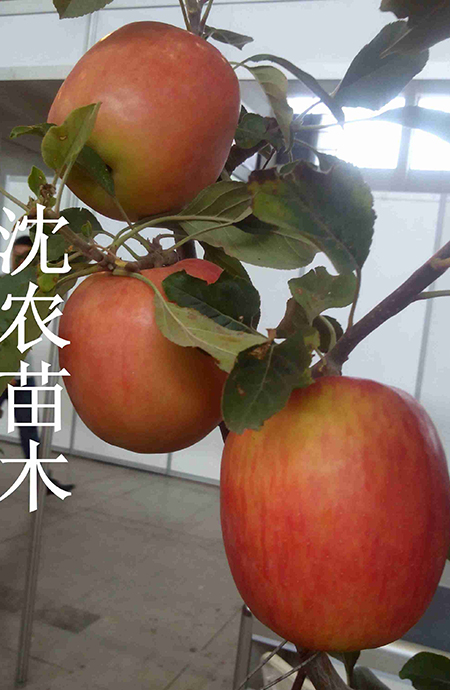 含香苹果