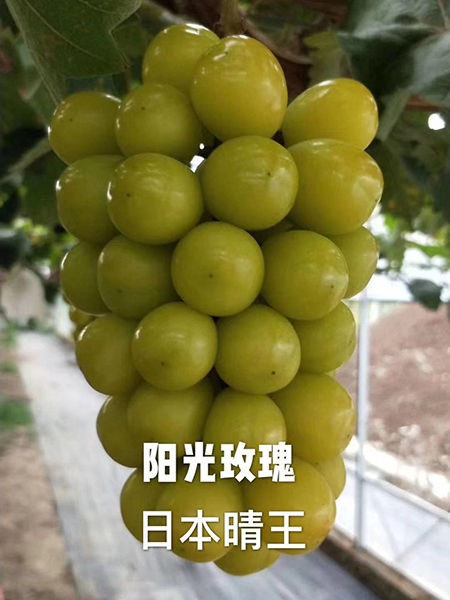 阳光玫瑰