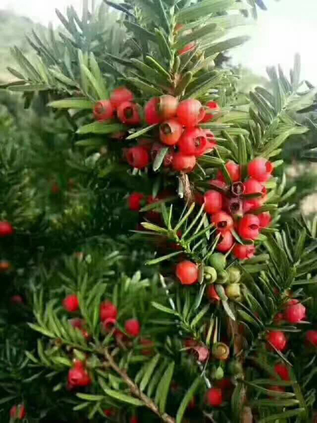 东北红豆杉