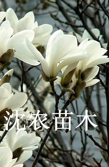 白玉兰