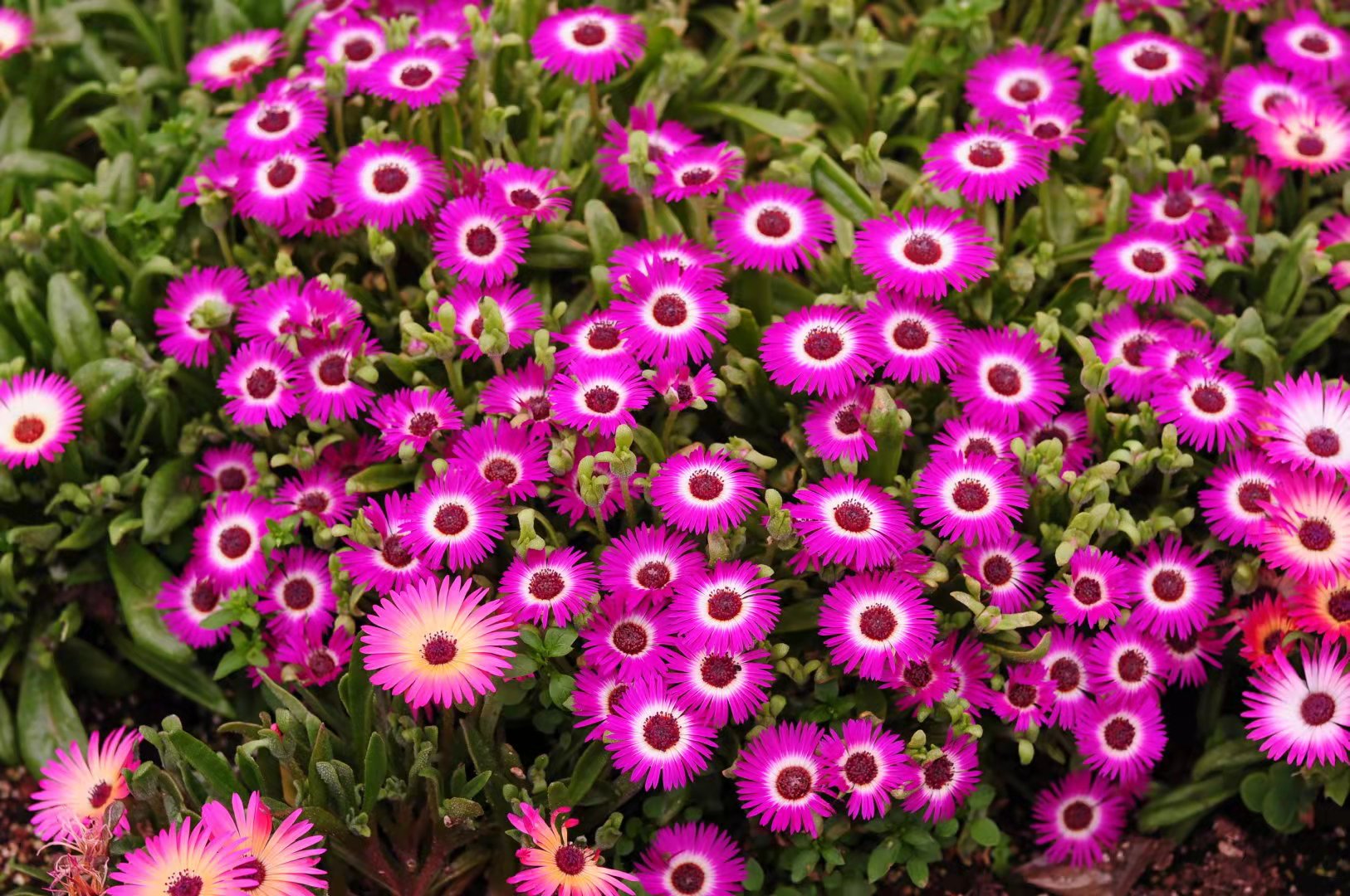 雏菊