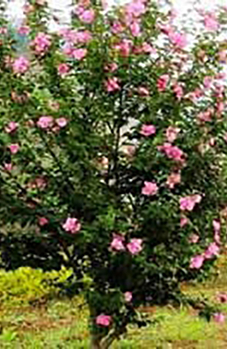 木槿