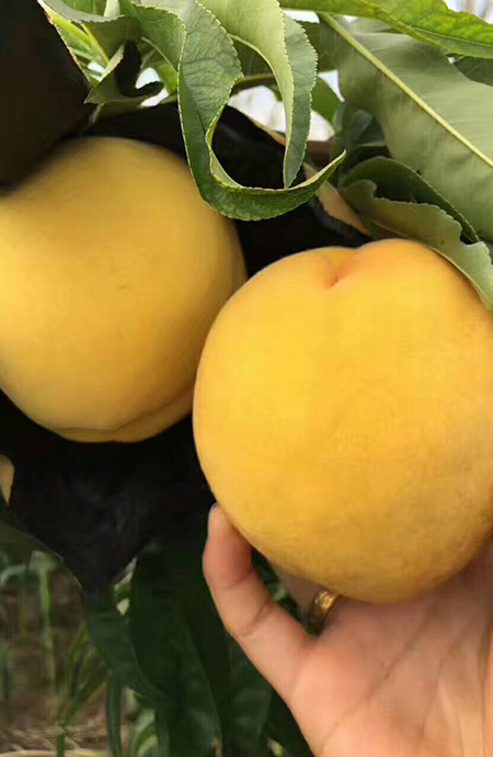 黄金蜜桃