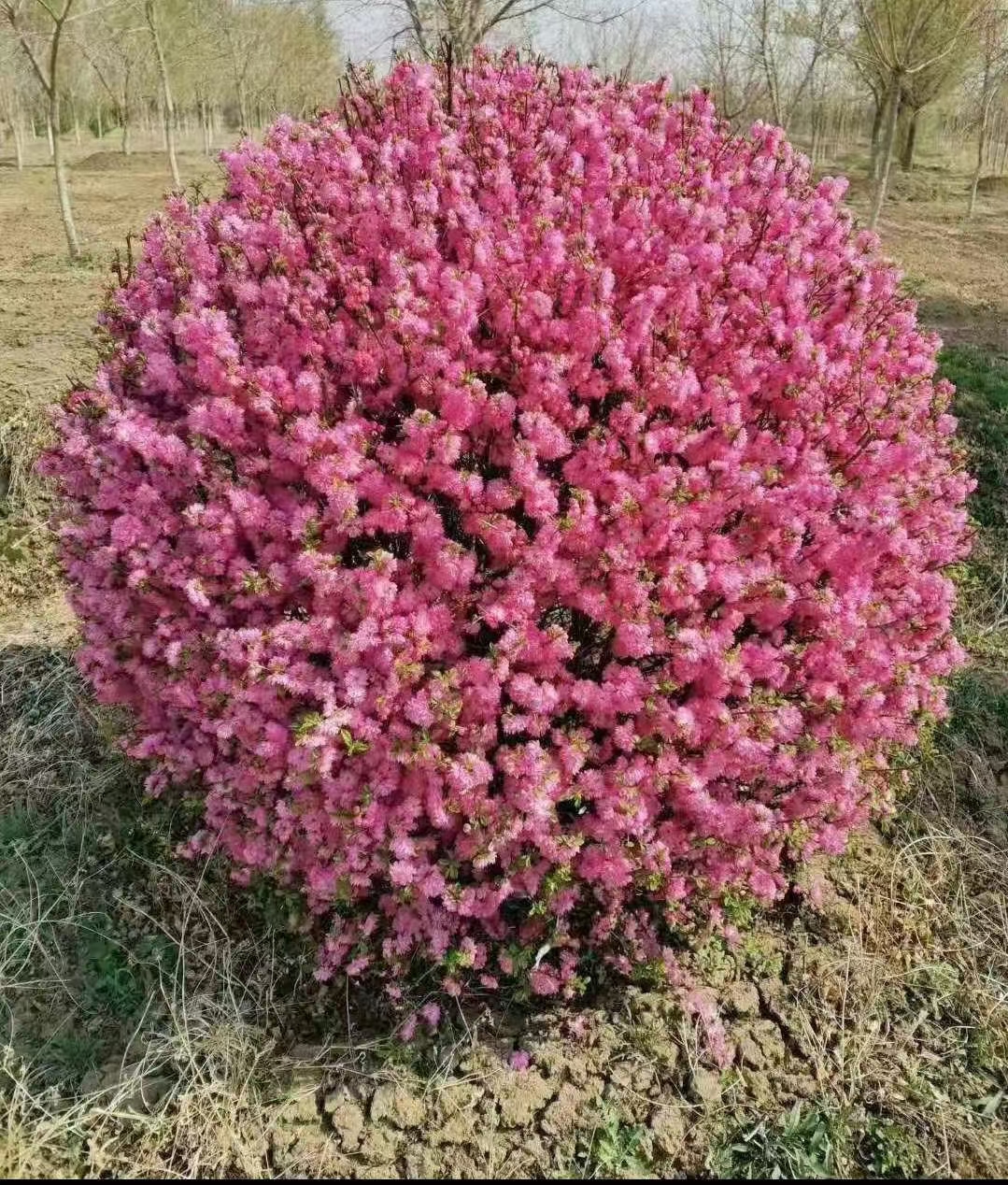 榆叶梅树球