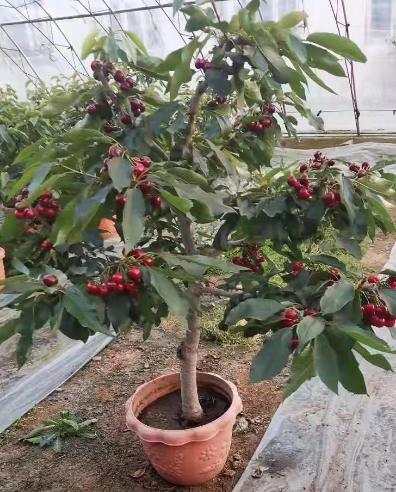俄罗斯八号樱桃盆栽