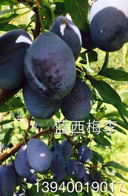 蓝西梅李子