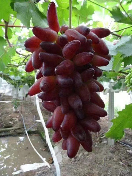 葡之梦