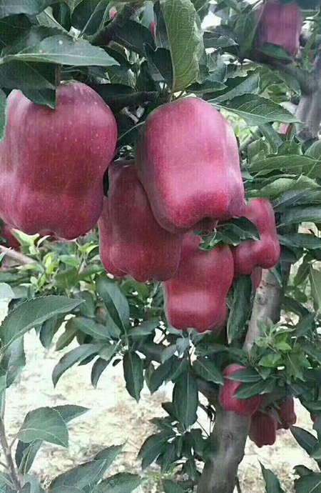 天水花牛苹果