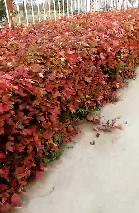 红枫树墙