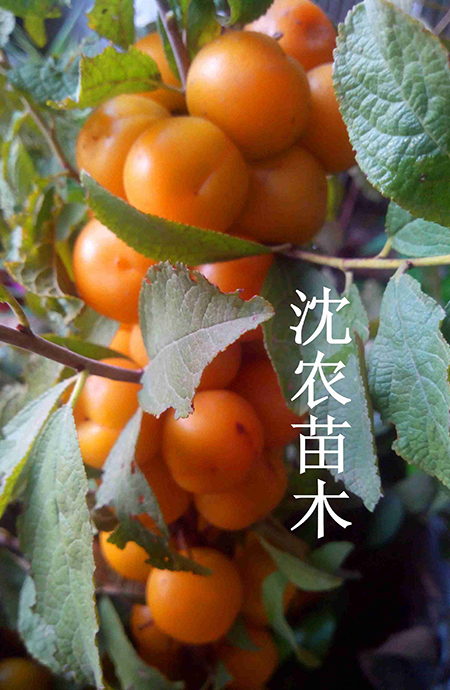 黄钙果