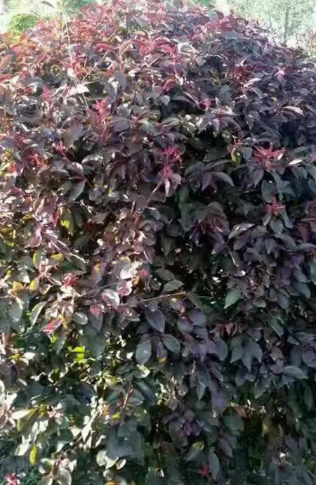 紫叶稠李树球