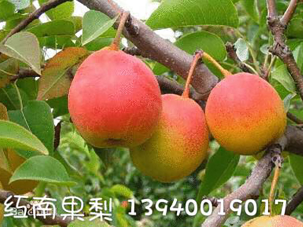 红南果梨
