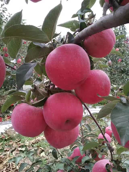 寒富苹果