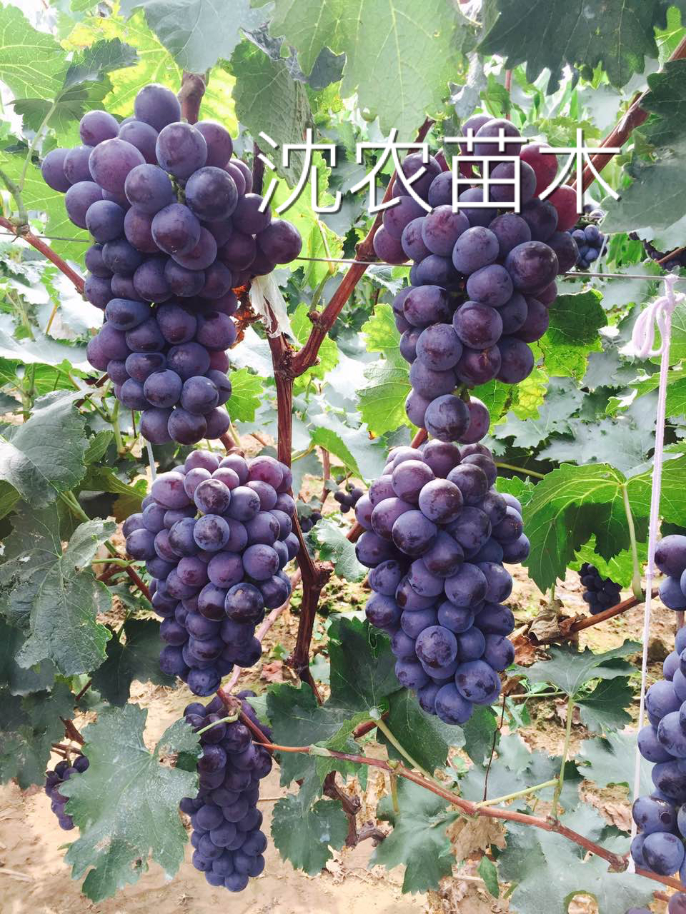 葡萄挂果状态