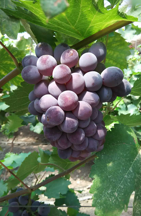 蜜汁