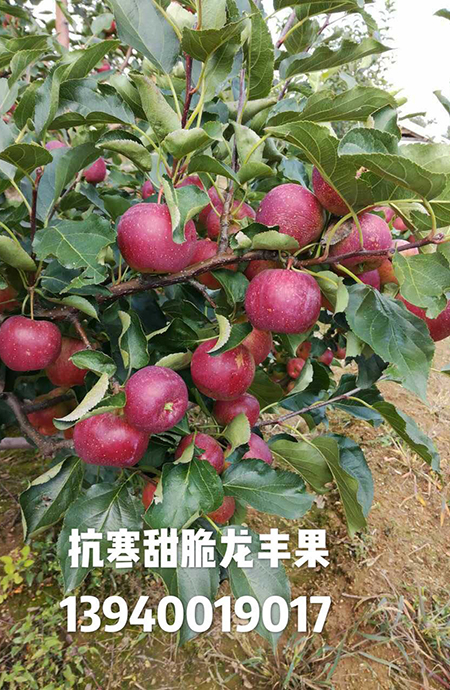 龙丰苹果