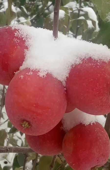 圣诞果