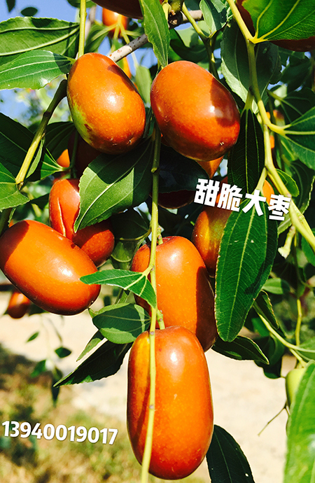 甜脆大枣