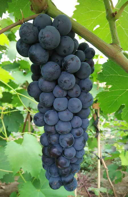 夏黑无核