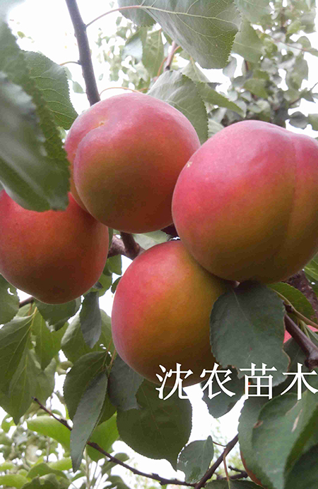 串枝红杏