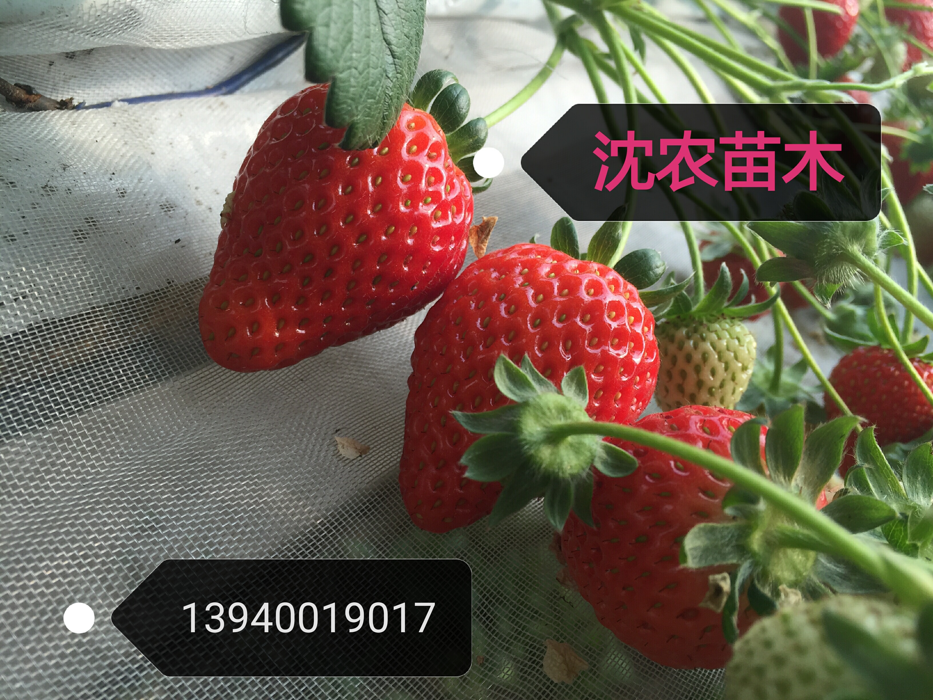草莓挂果