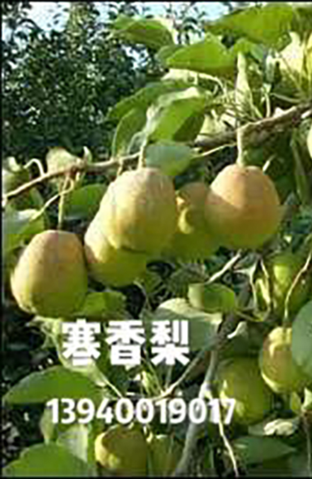 寒香梨