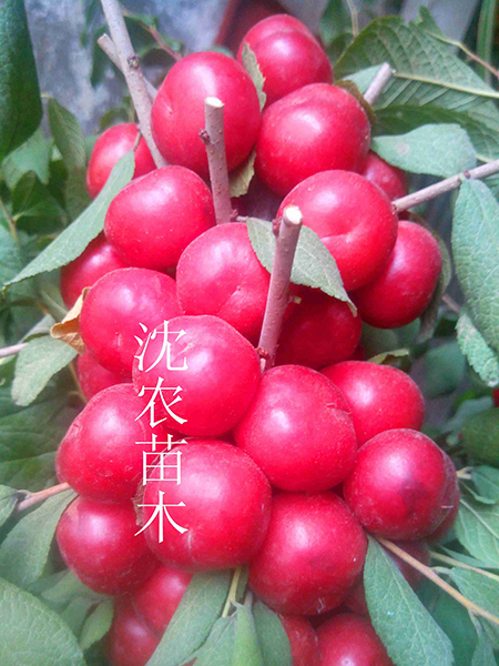 红钙果