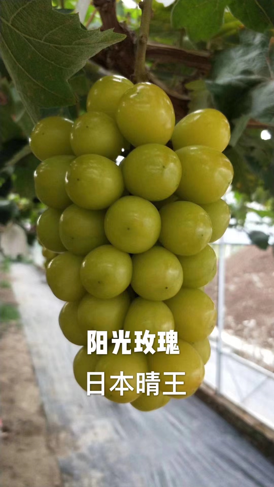 阳光玫瑰葡萄