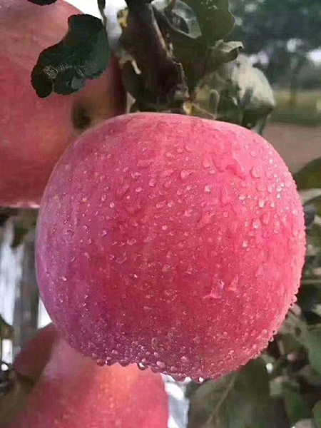 秦脆苹果