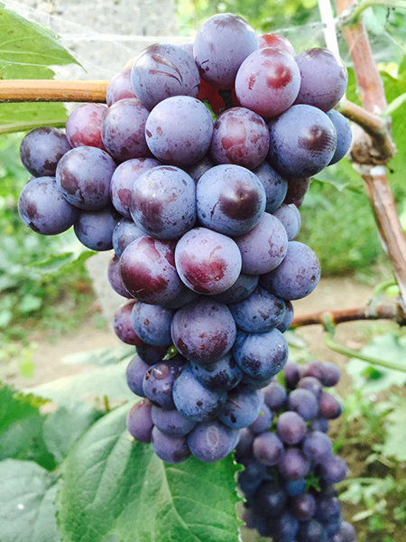 沈农玫瑰