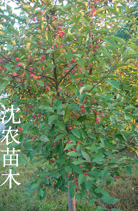 光辉海棠