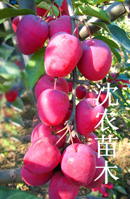 鸡心果（锦绣海棠）