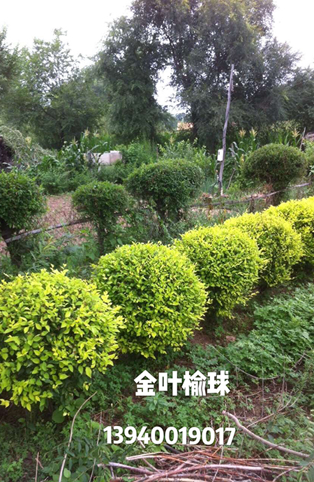 金叶榆球