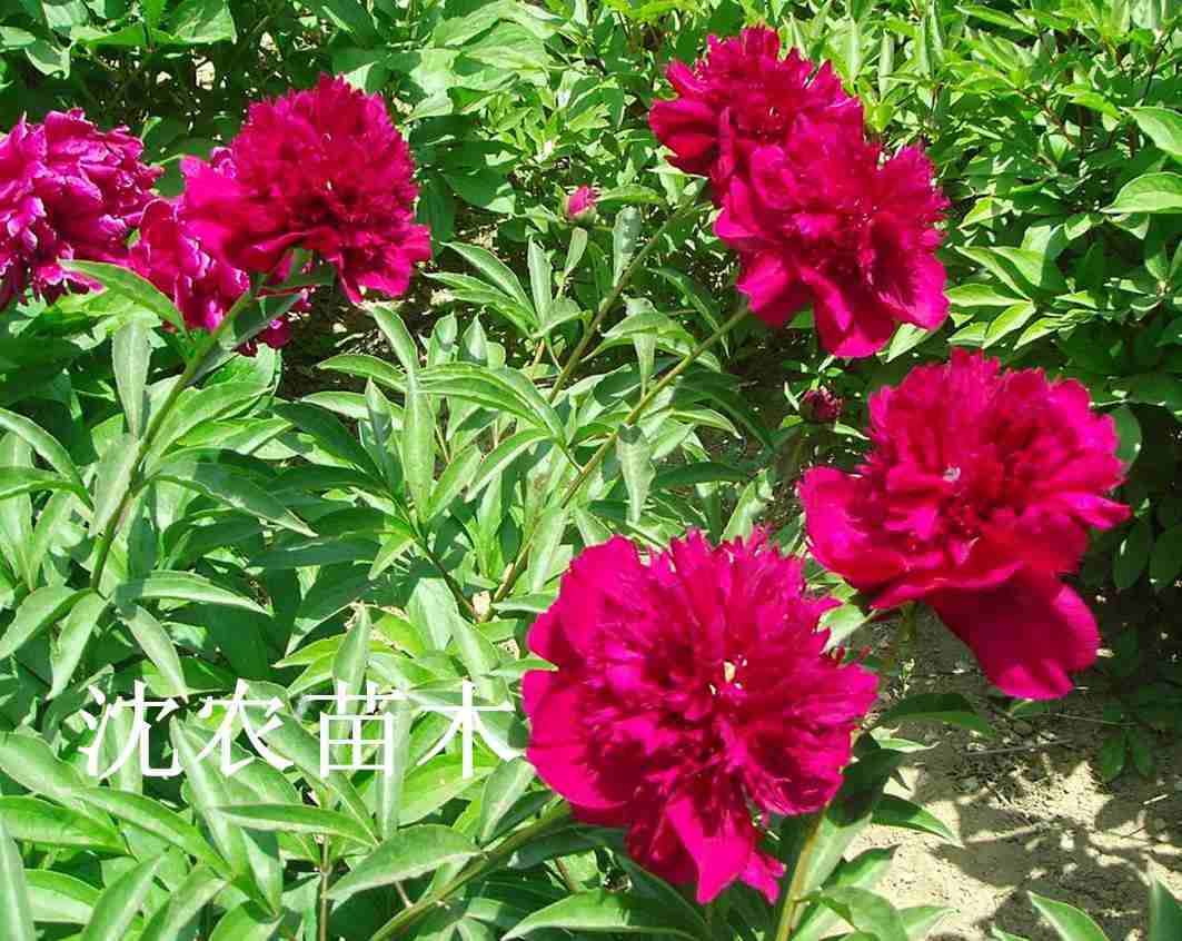大花芍药