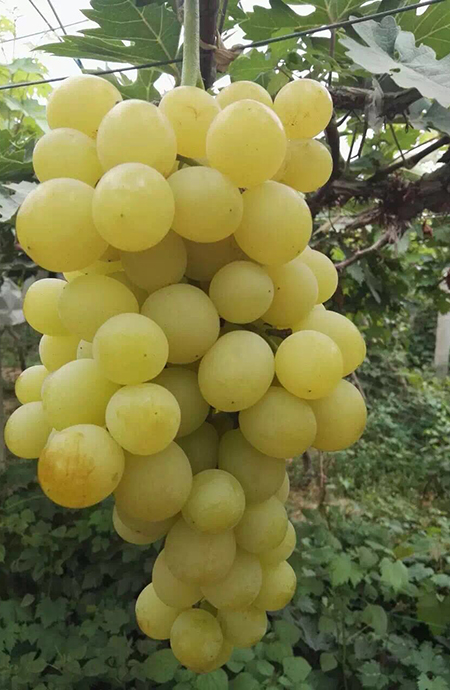 沈农金黄后