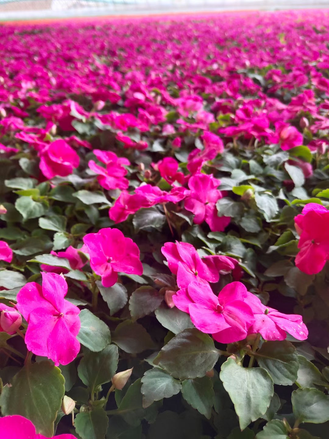 凤仙花