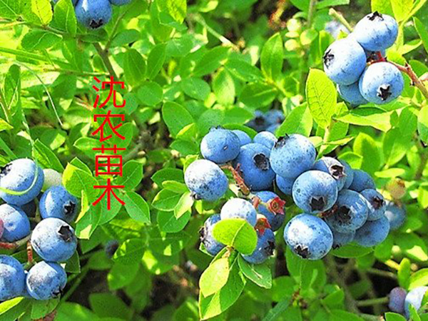 耐寒蓝莓