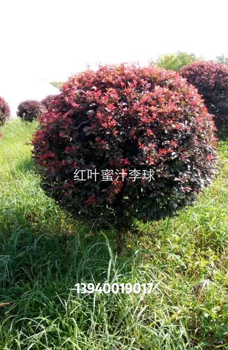 红叶密枝李