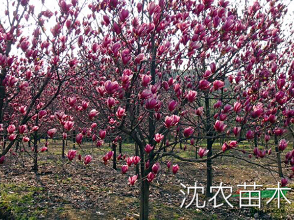 玉兰