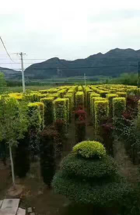 造型树